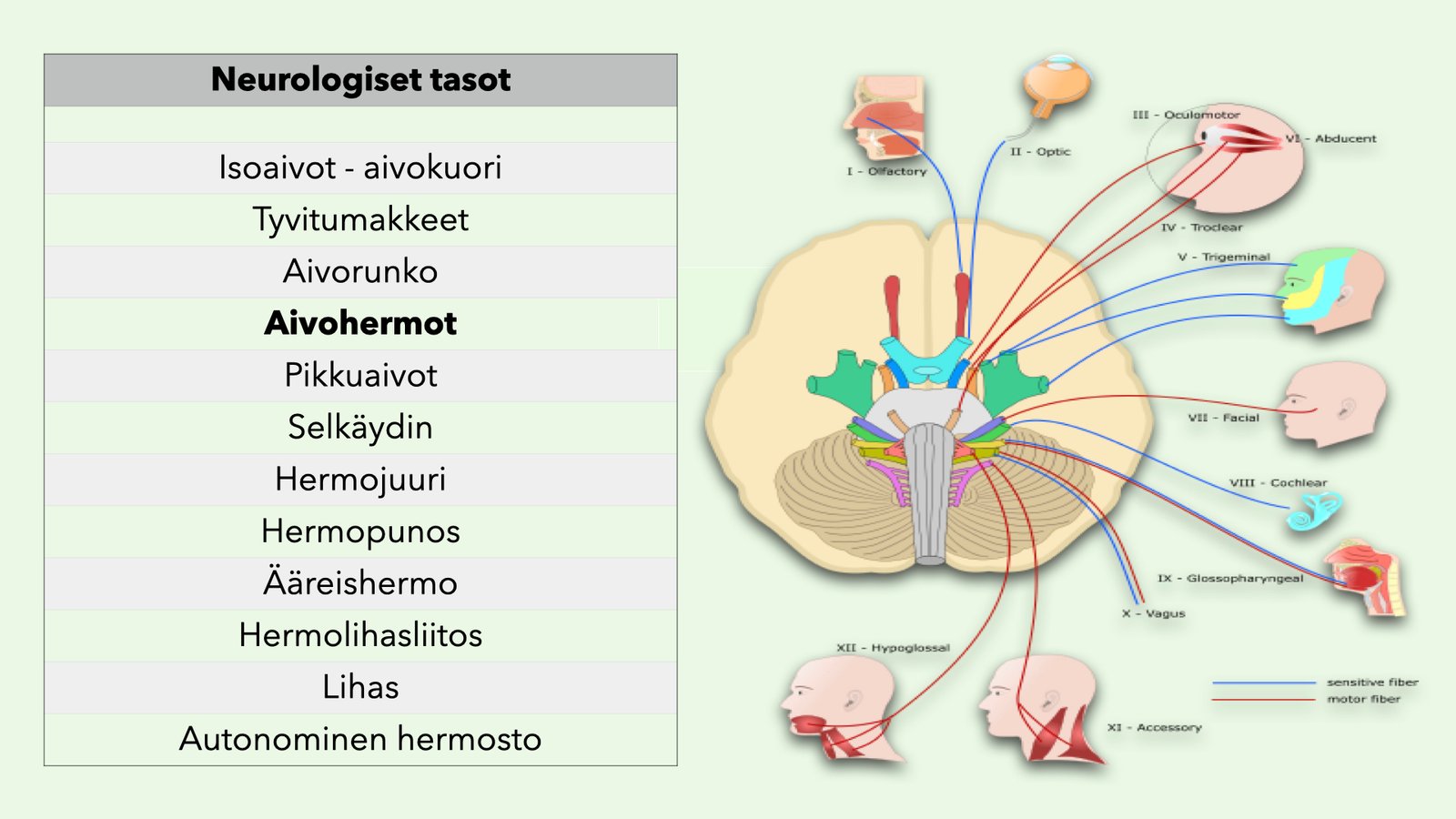 Neurologiset Tasot Neurobasket